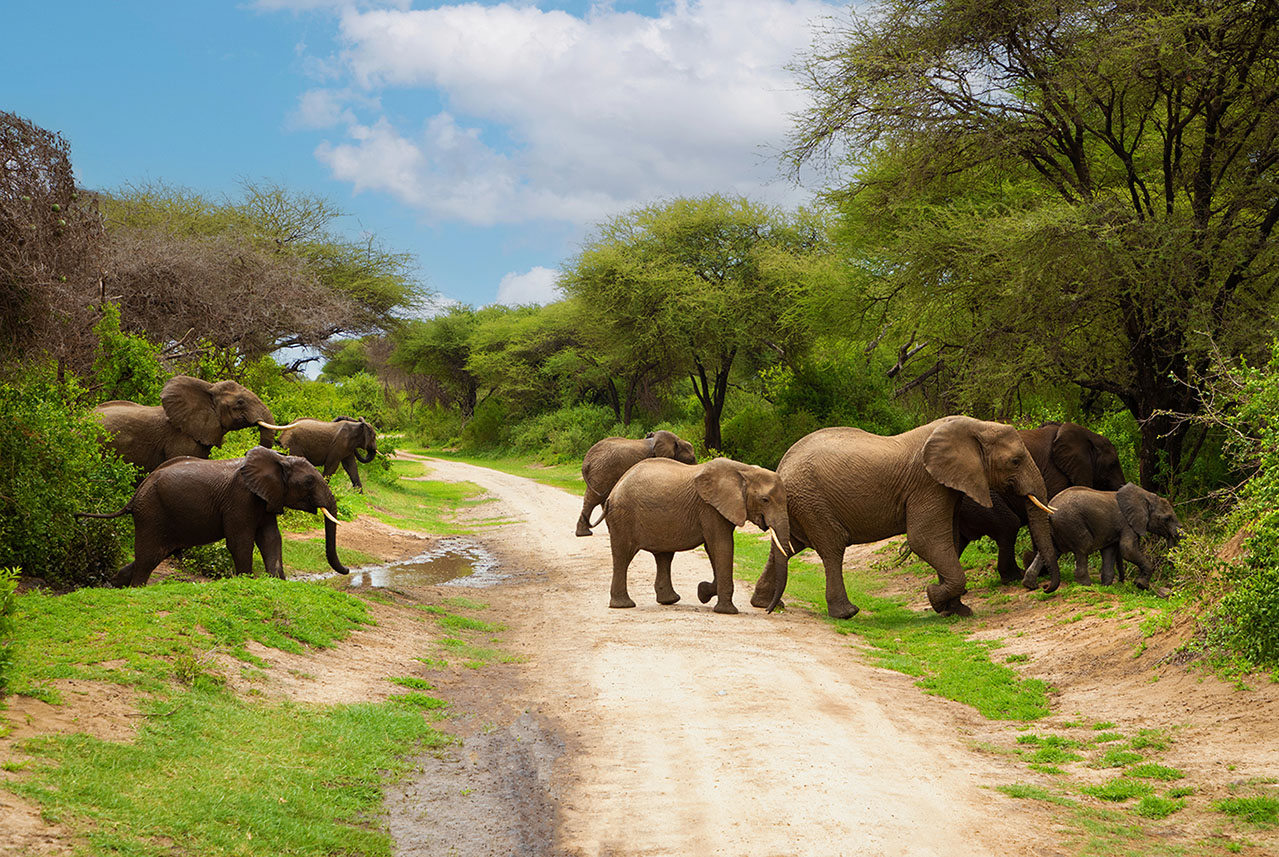 Tanzania Elephants
