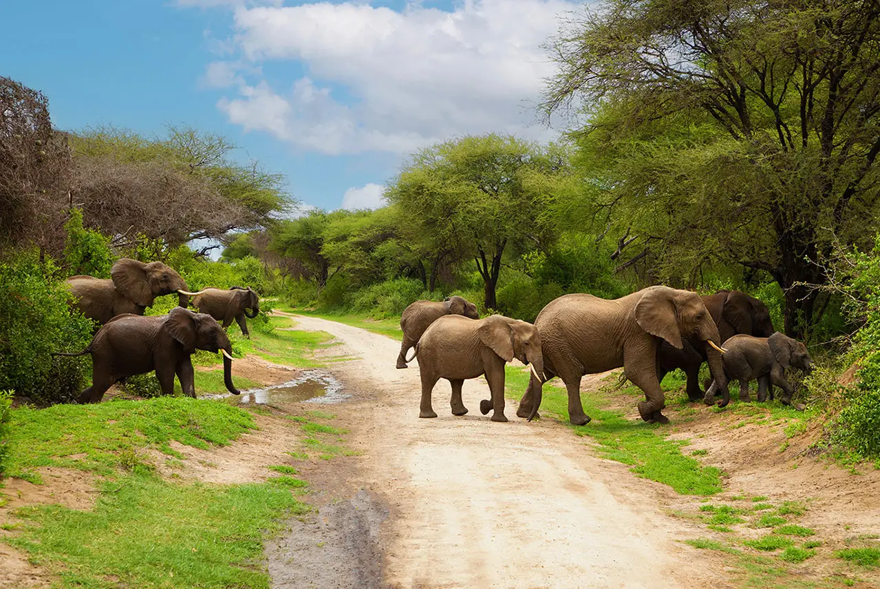 Tanzania Elephants