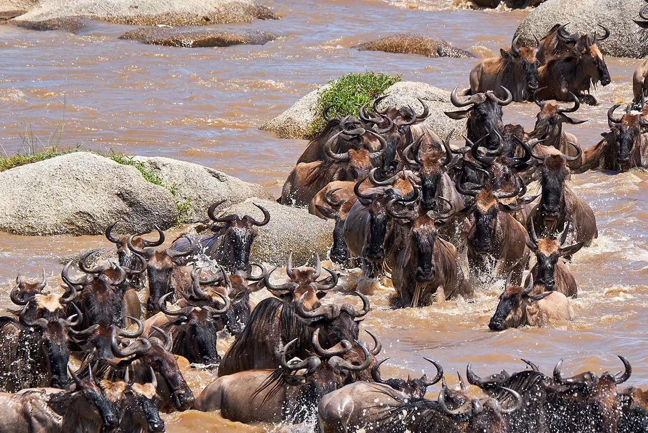 Tanzania Great Migration