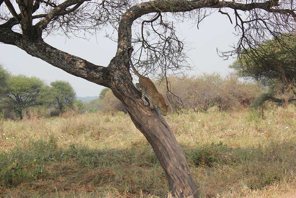 Leopard in a tree in Tanzania