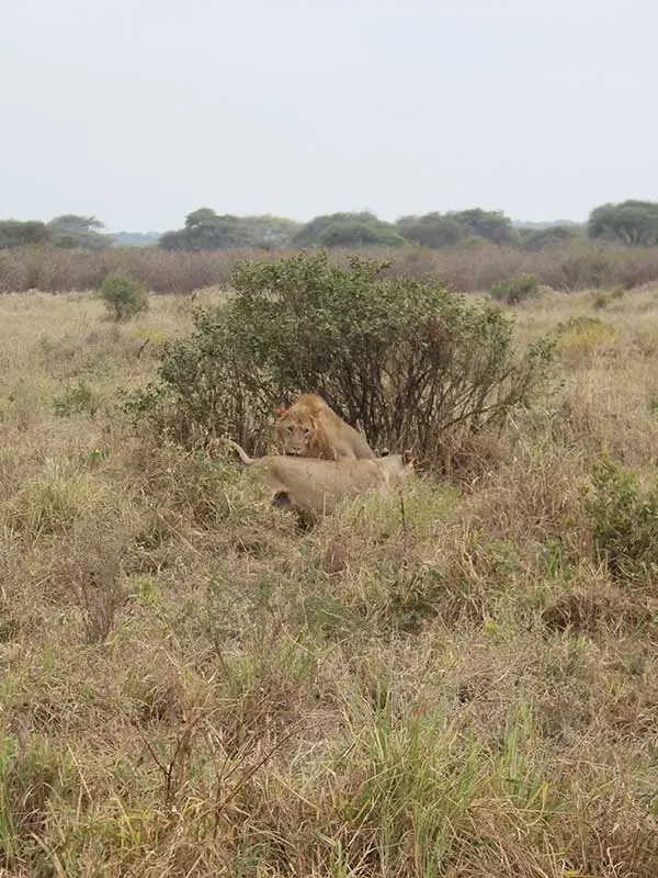 Lions Getting some Shade