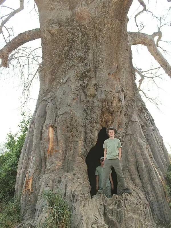 Large Tree in Tanzania