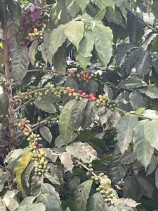 Coffee plant