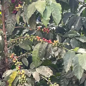 Coffee plant