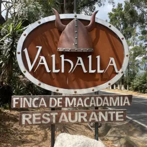 Macadamia_Farm